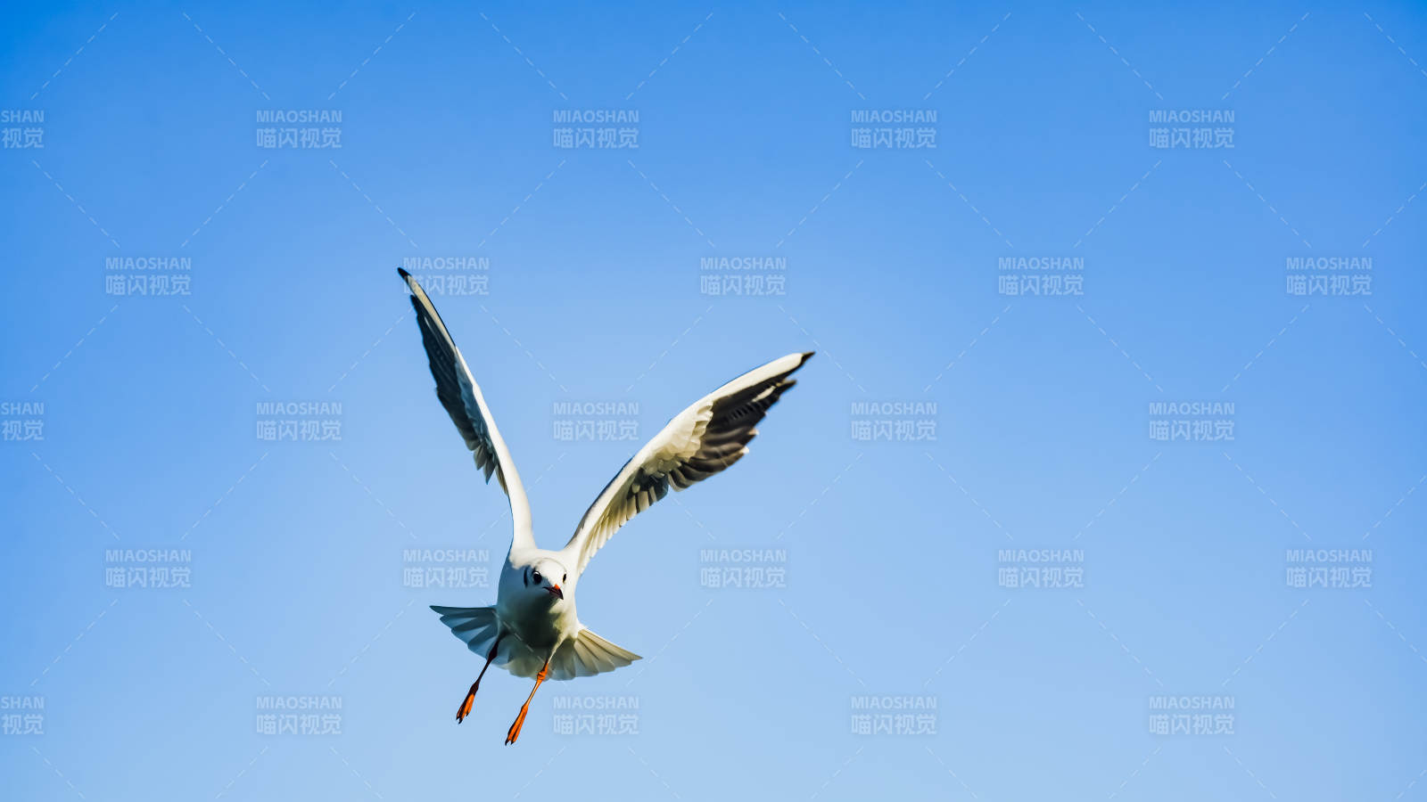 海鷗翱翔藍天