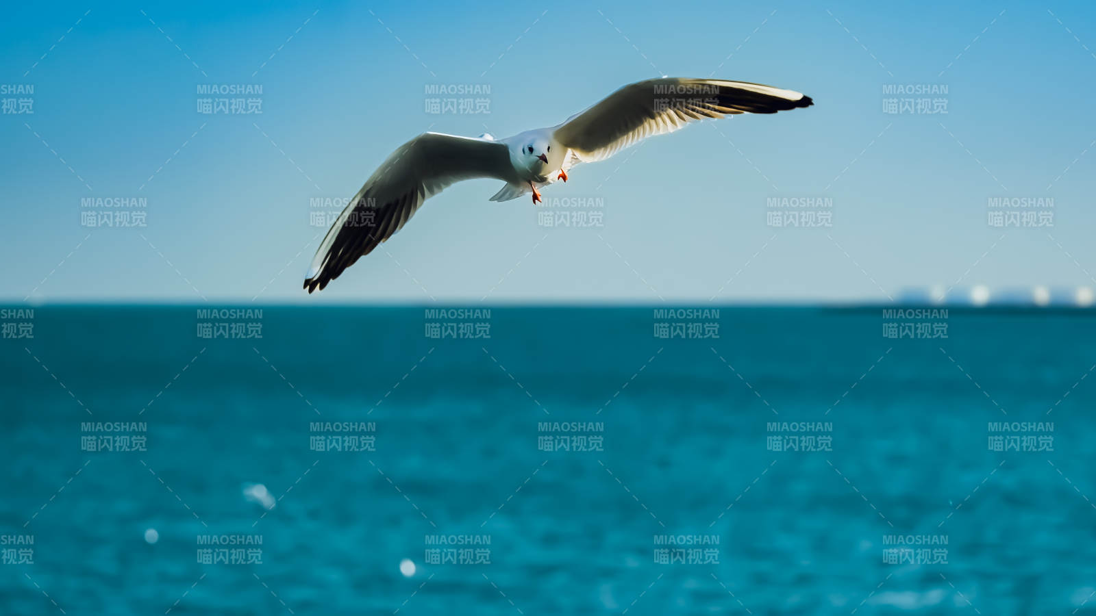 海鸥翱翔碧海蓝天