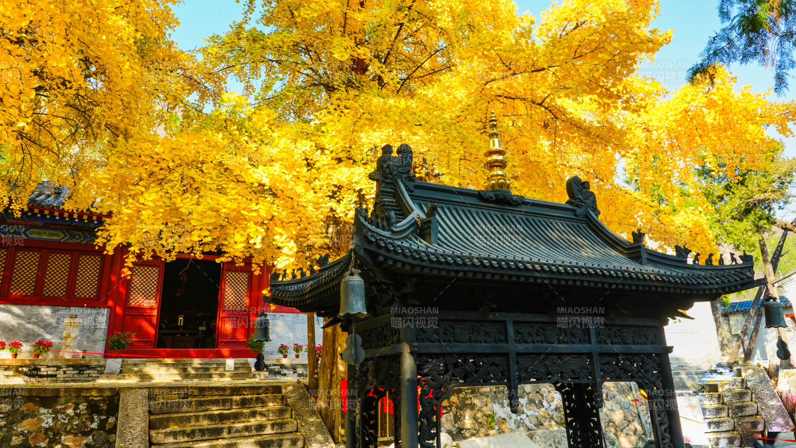 和平寺秋日古寺金叶纷飞