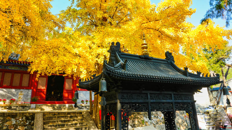 和平寺秋日古寺金叶纷飞