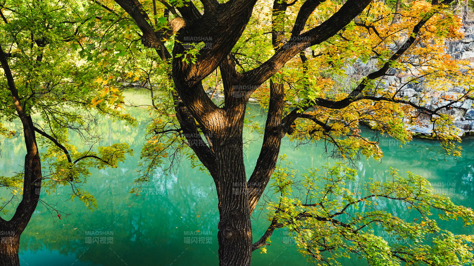 颐和园后湖秋树映碧水