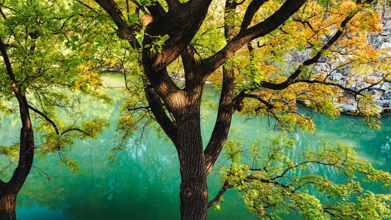 颐和园后湖秋树映碧水