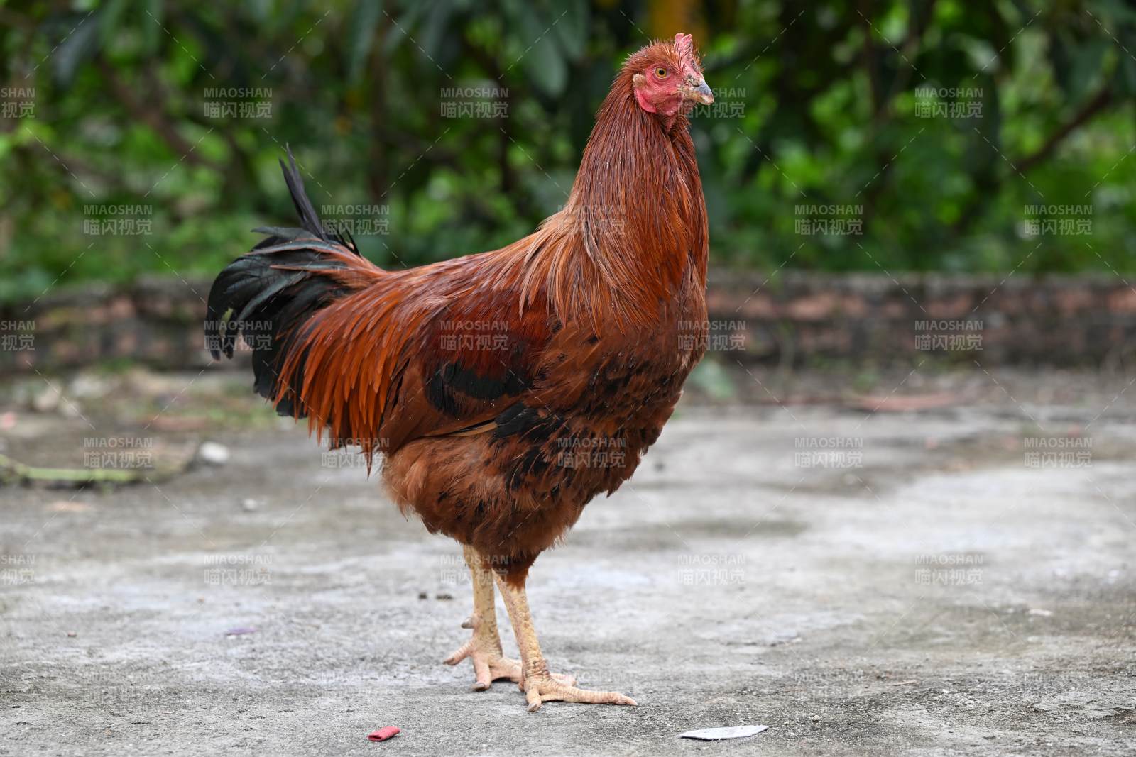 红羽公鸡站立庭院