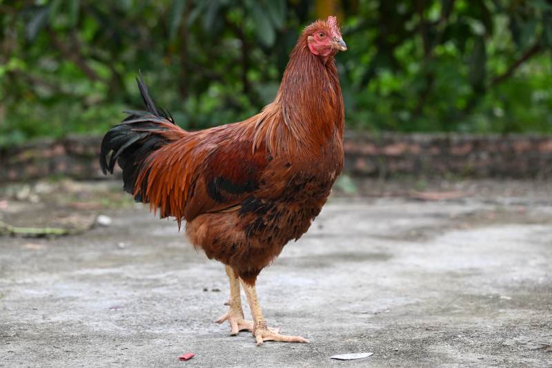 红羽公鸡站立庭院
