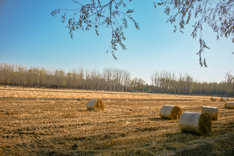 金秋田野草垛图
