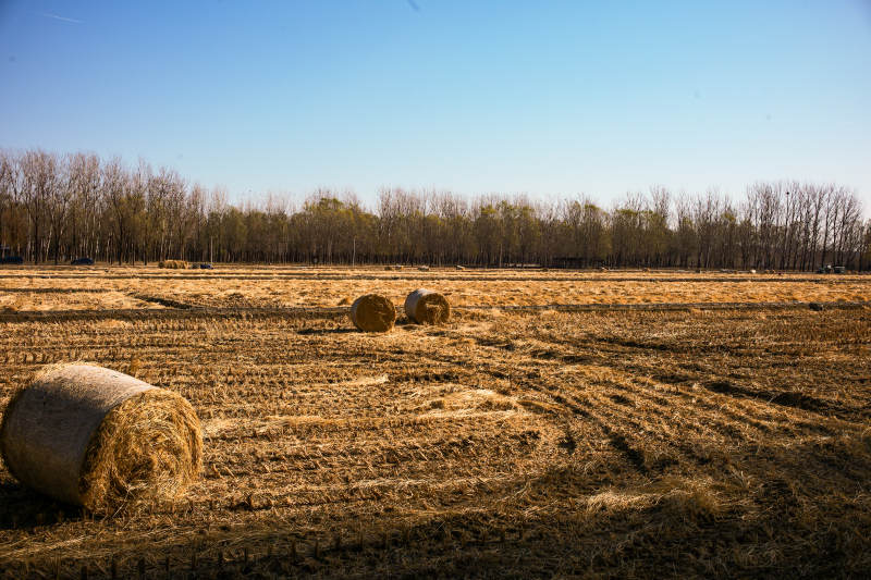 海淀稻香花海—金秋田野草垛