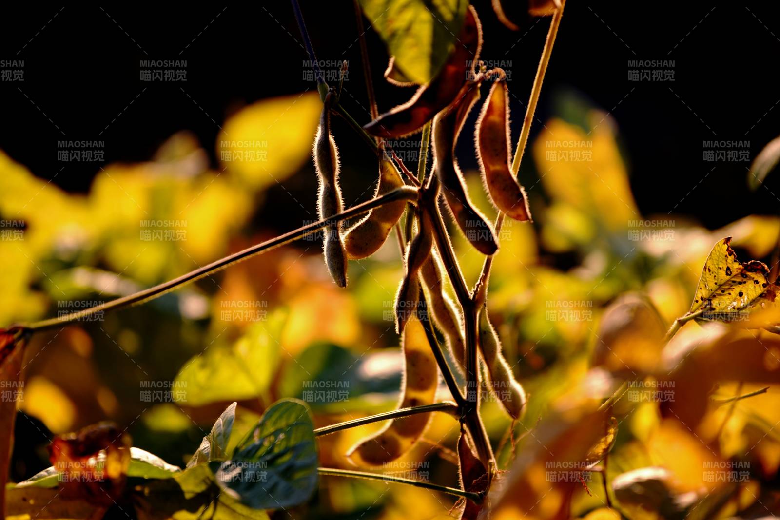 秋日豆荚金光闪烁