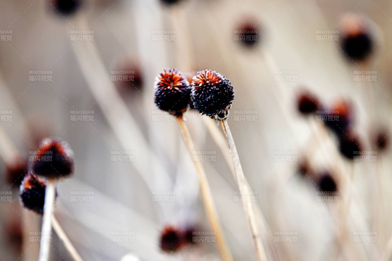 枯枝上的小果實