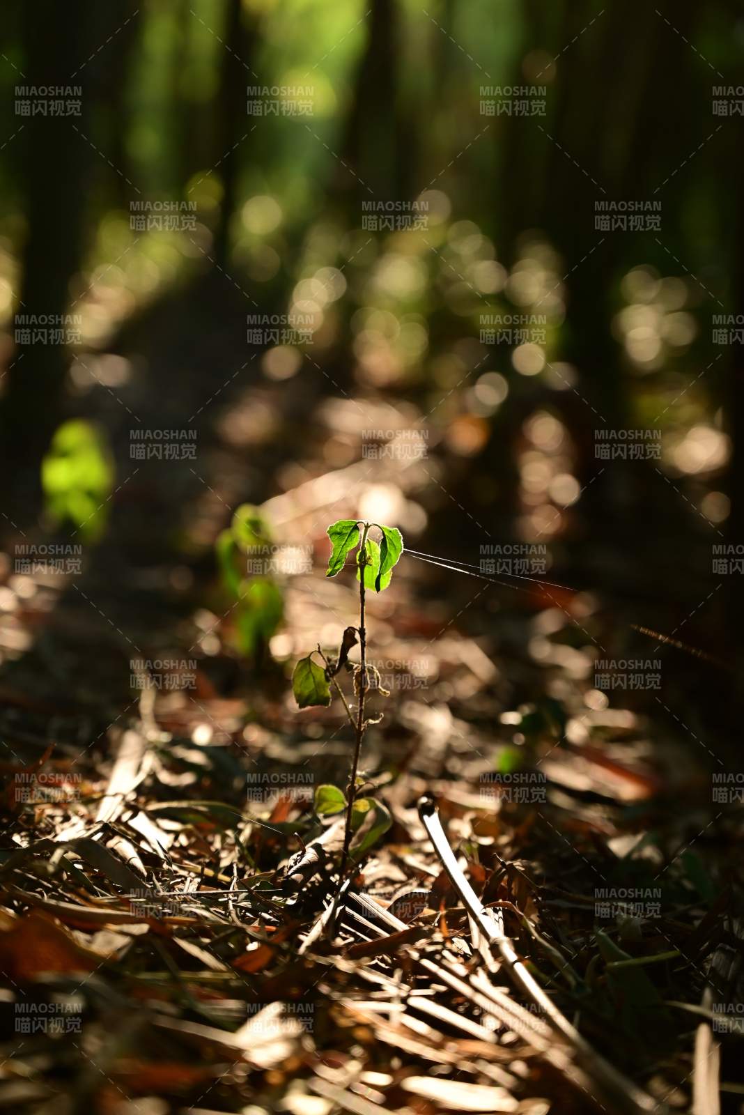 林间新绿破土生