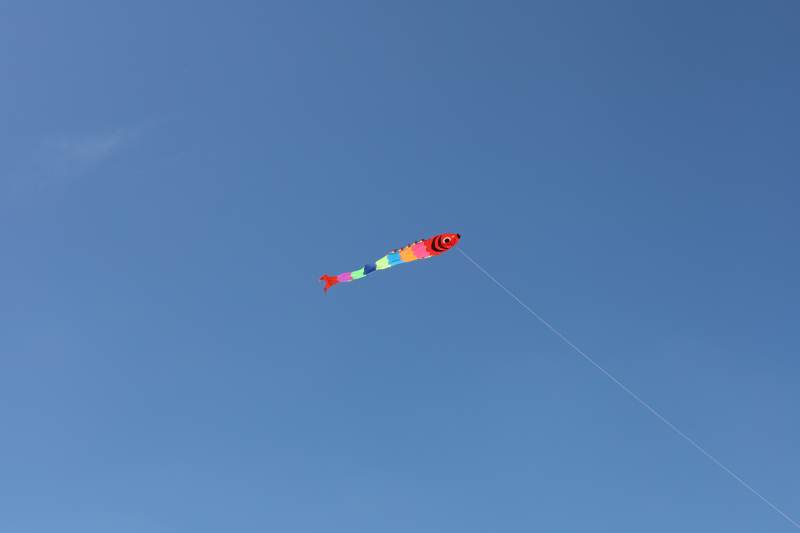 彩鱼风筝飞蓝天