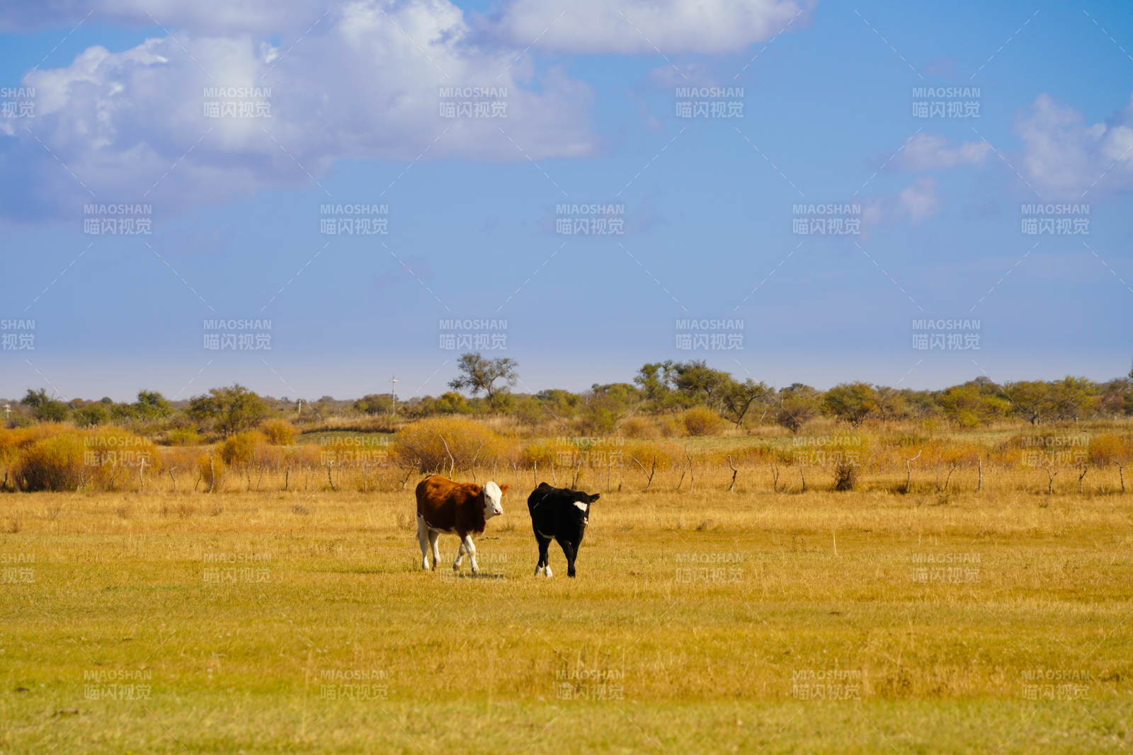内蒙草原上的悠闲的牛