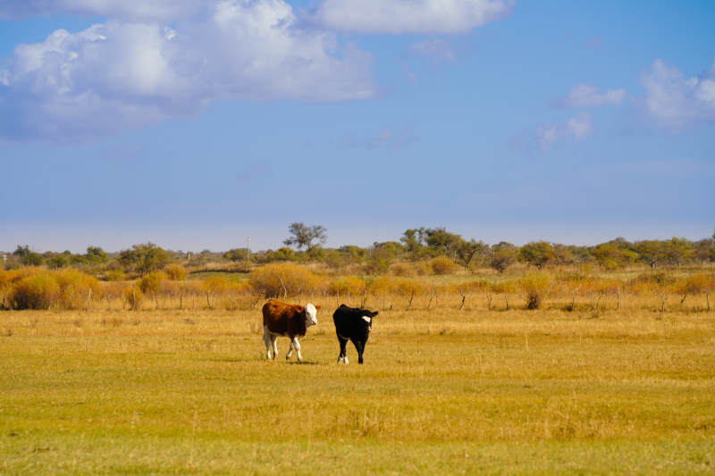 内蒙草原上的悠闲的牛