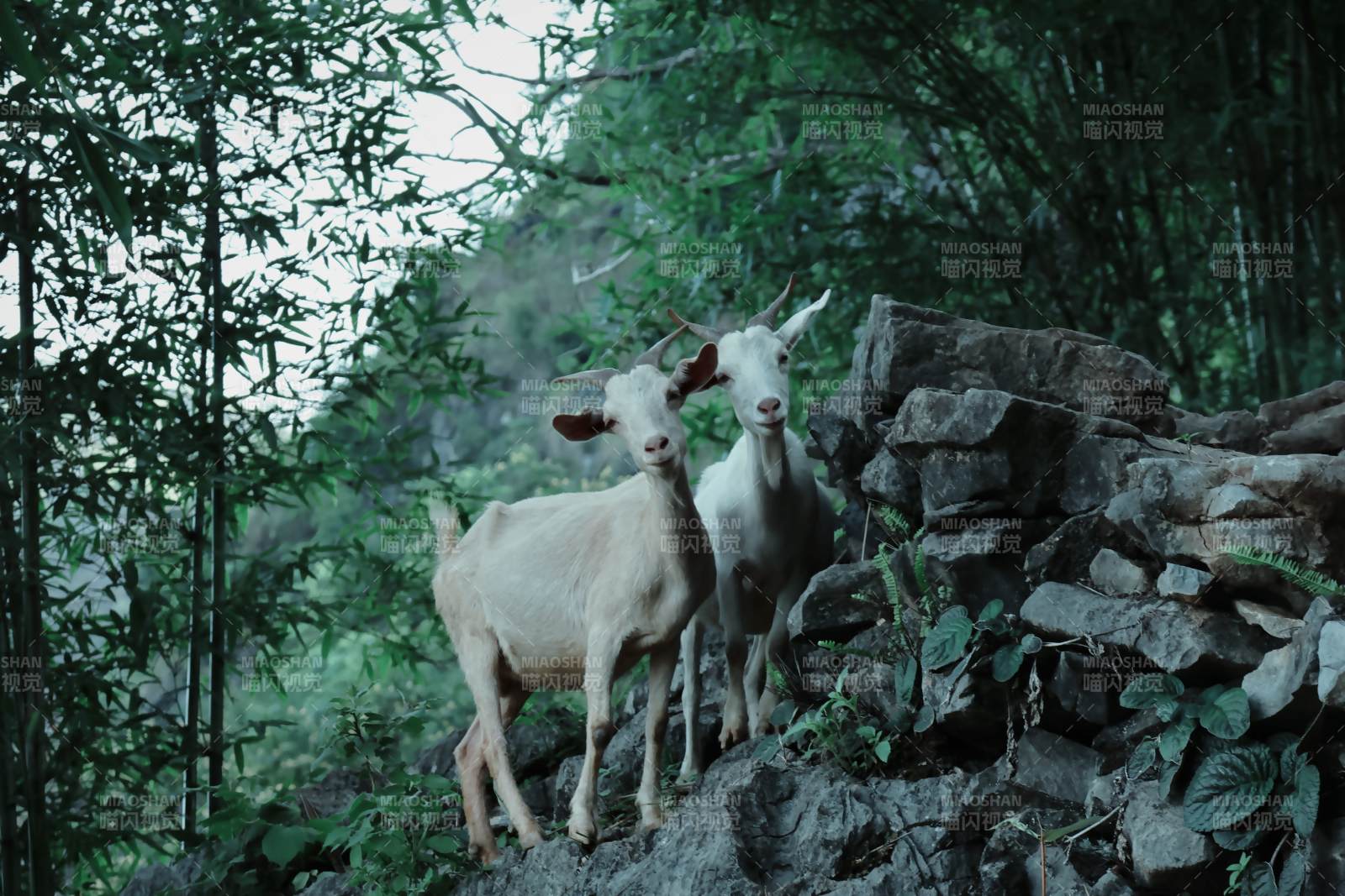 林间双羊静立