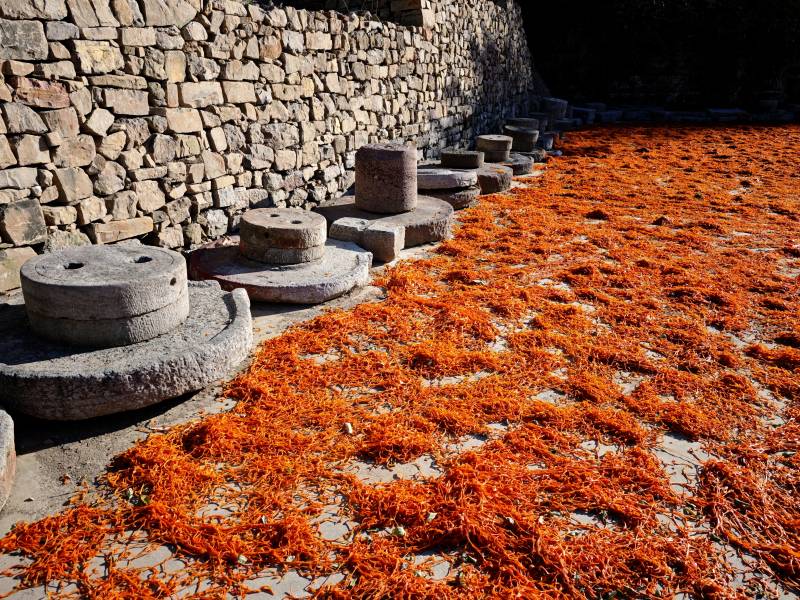 石磨旁的橙色花海