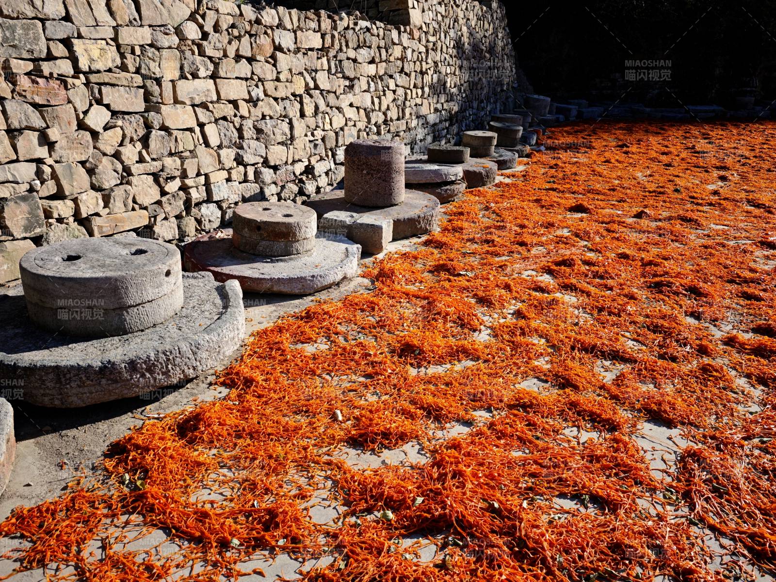 石磨旁的橙色花海