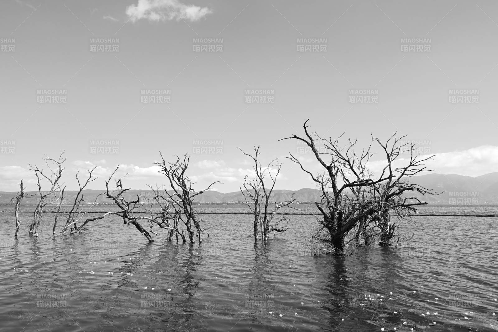 洱海中的枯树