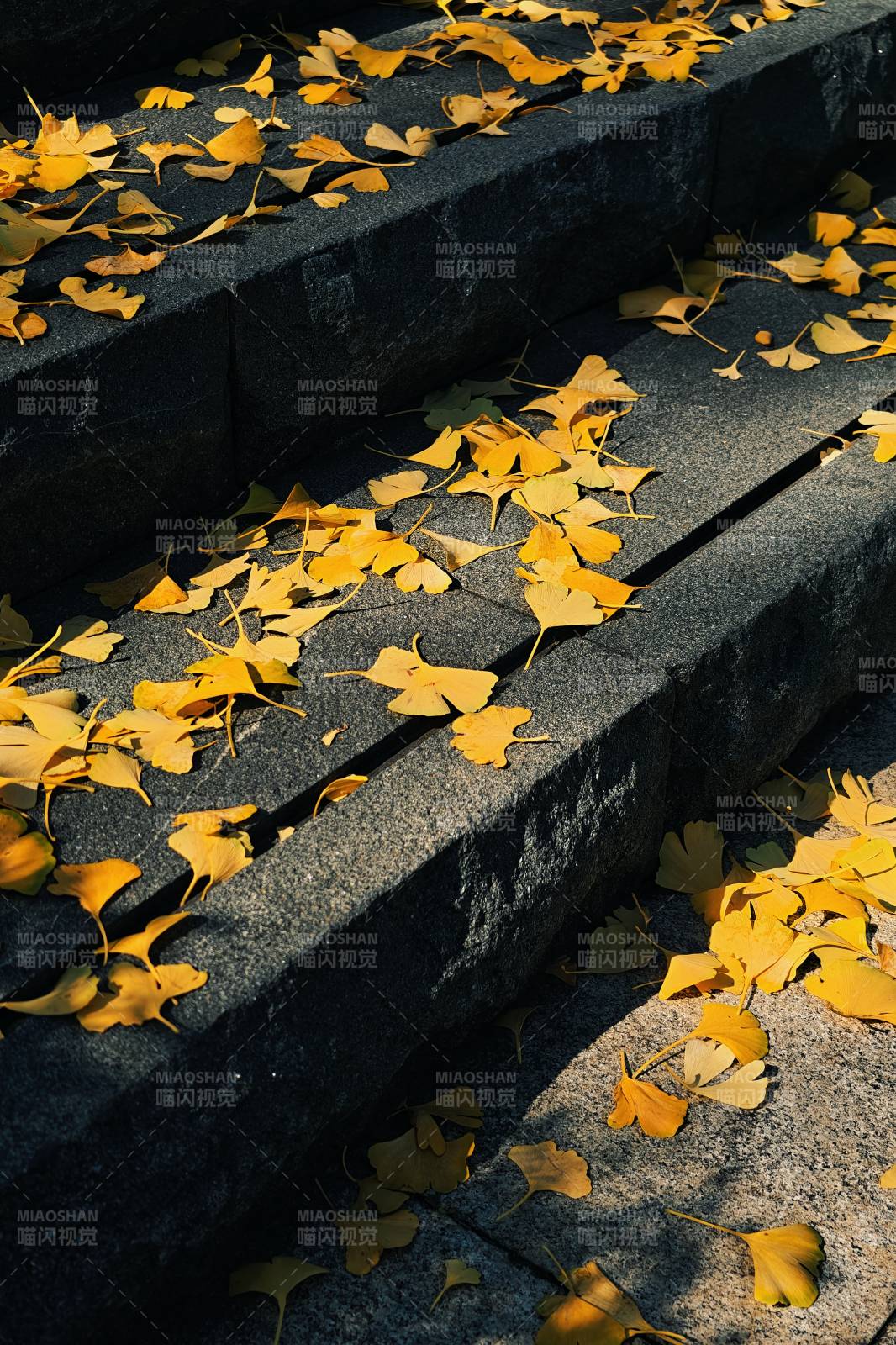 秋叶铺阶 静谧之美