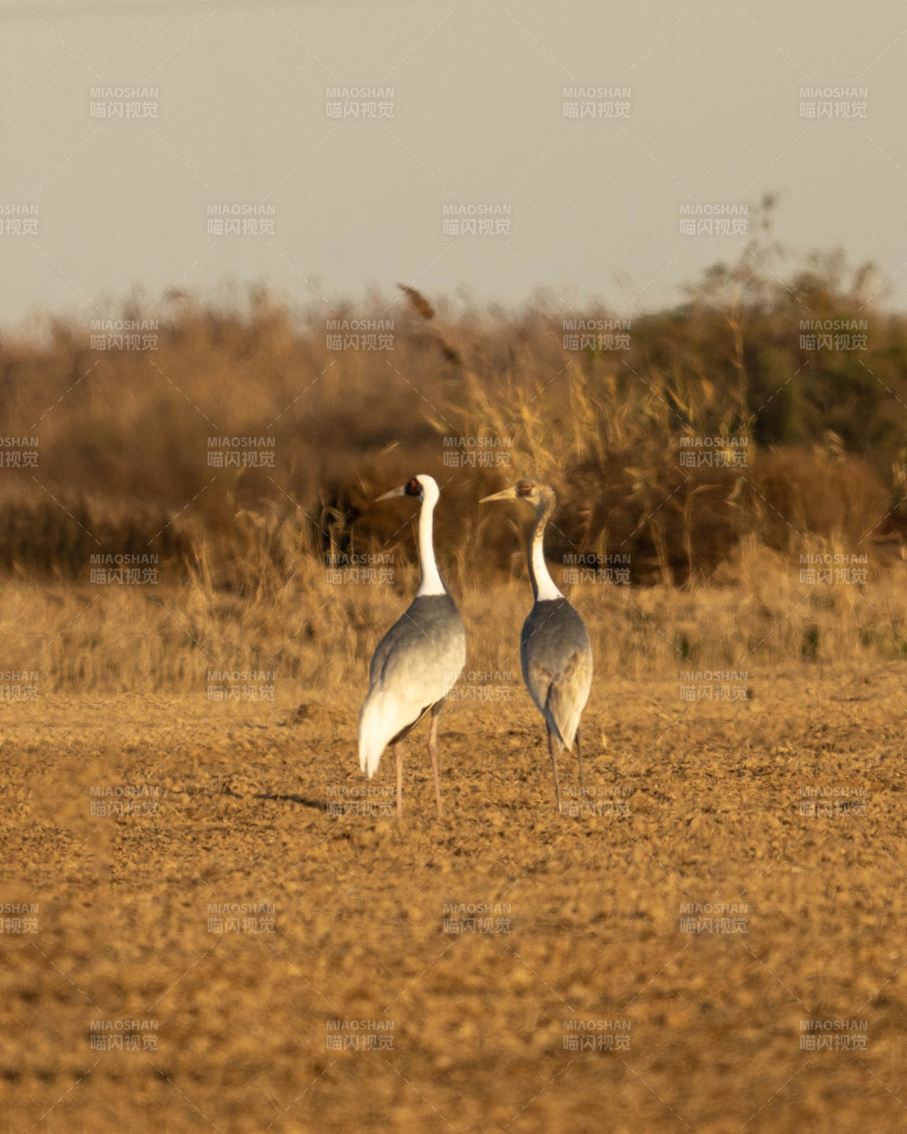 两只白枕鹤在荒野中