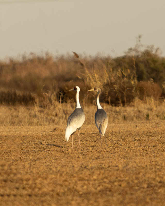 两只白枕鹤在荒野中