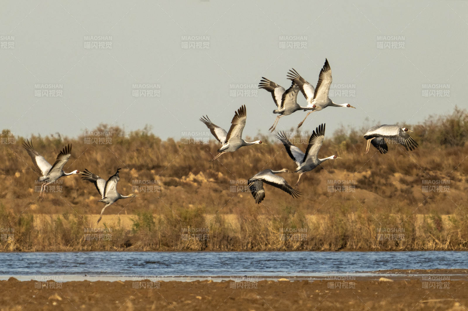 展翅翱翔的白枕鹤