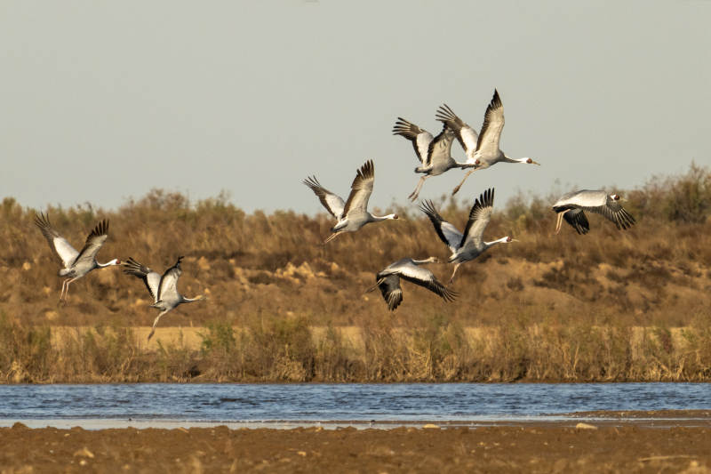展翅翱翔的白枕鹤