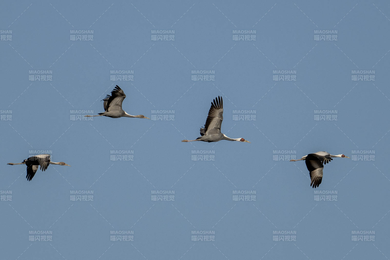 四鸟翱翔蓝天