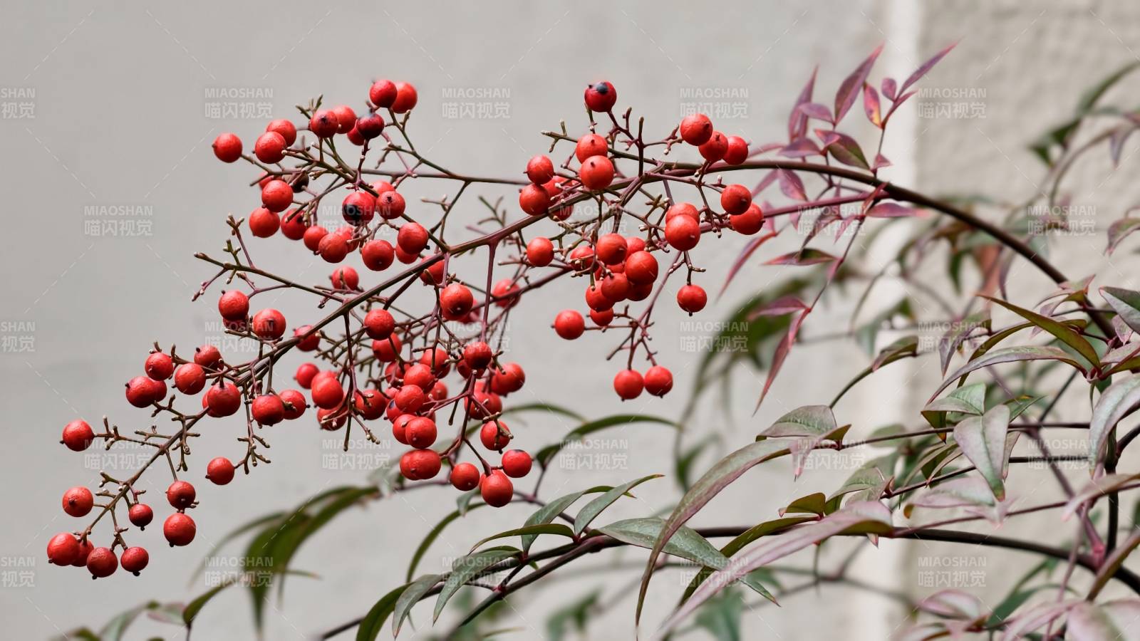 红果枝头映绿叶