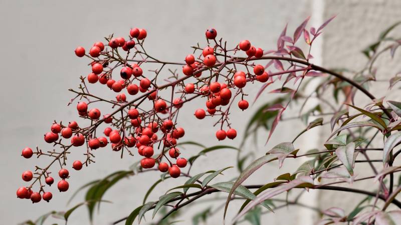 红果枝头映绿叶