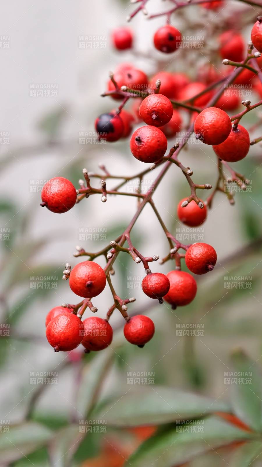 紅果枝頭秋意濃