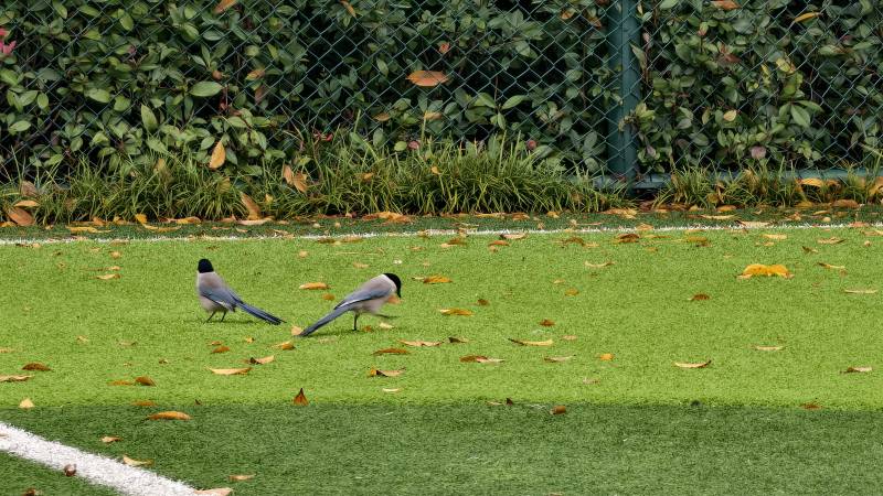 两只鸟在草地上觅食