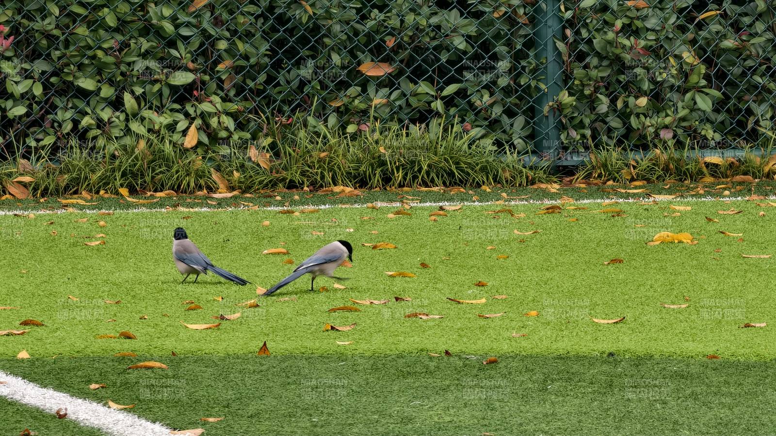 两只鸟在草地上觅食