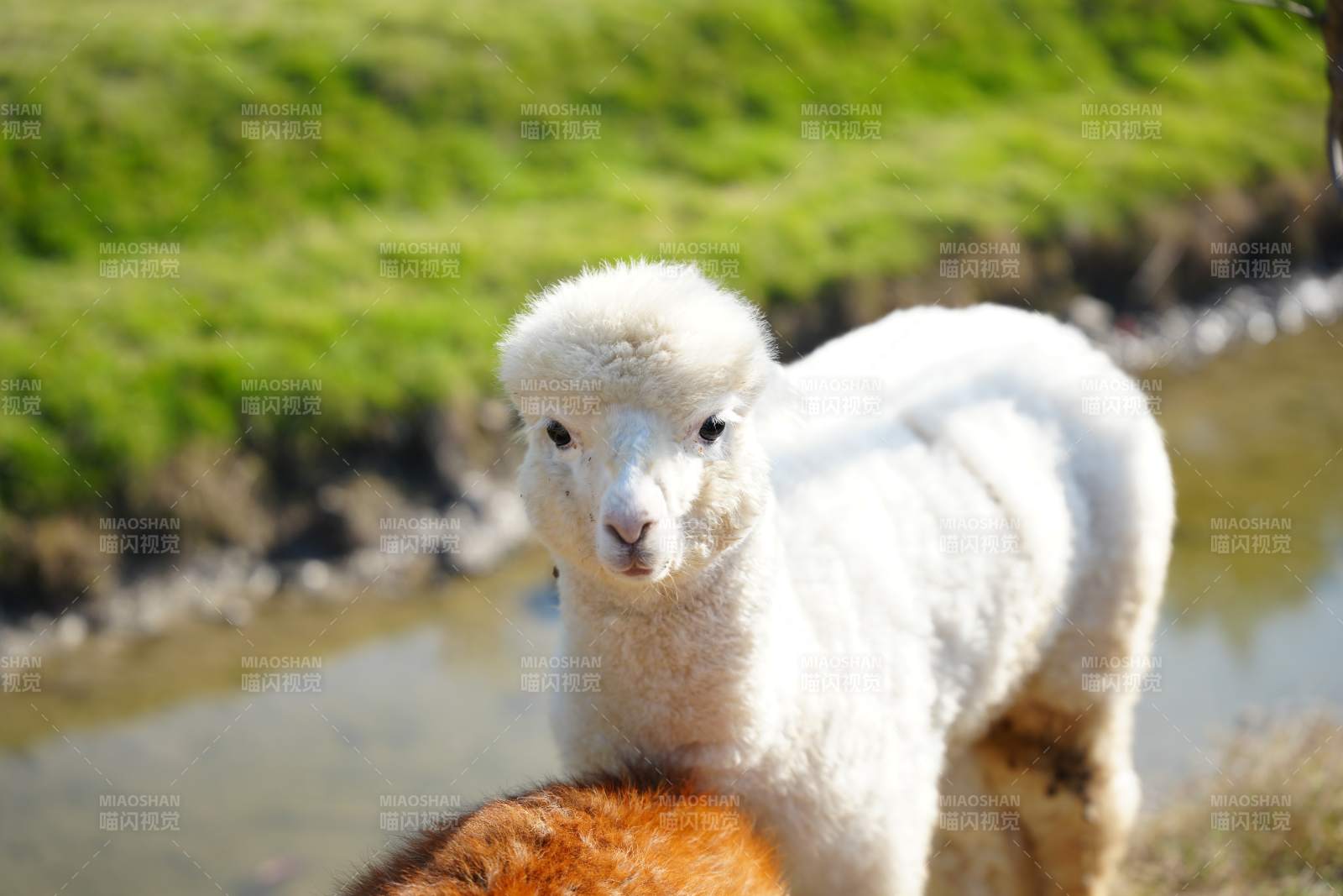 小羊羔在溪邊