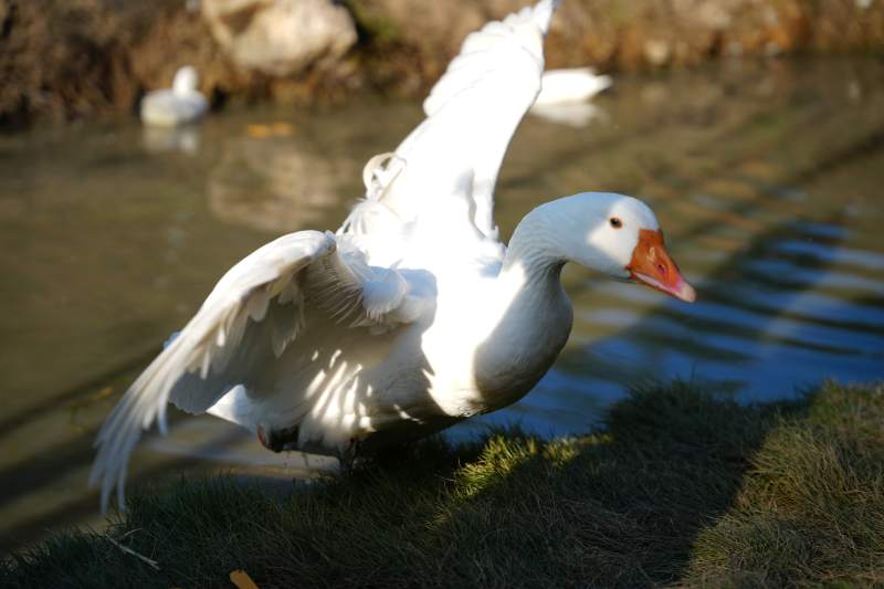 白鹅展翅湖畔