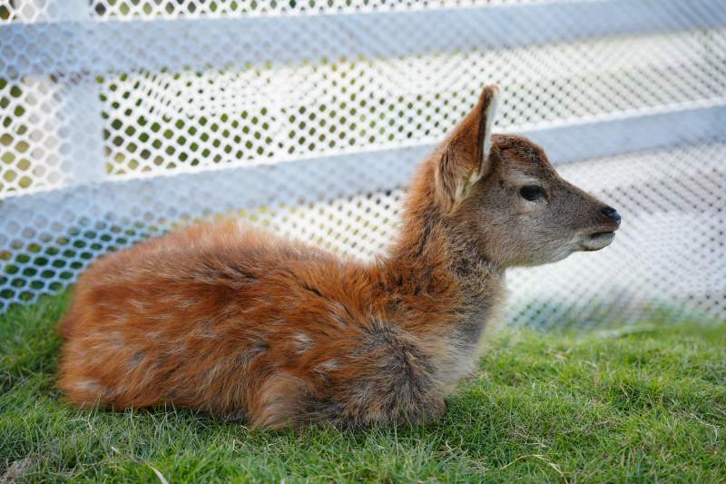 小鹿静卧草地上