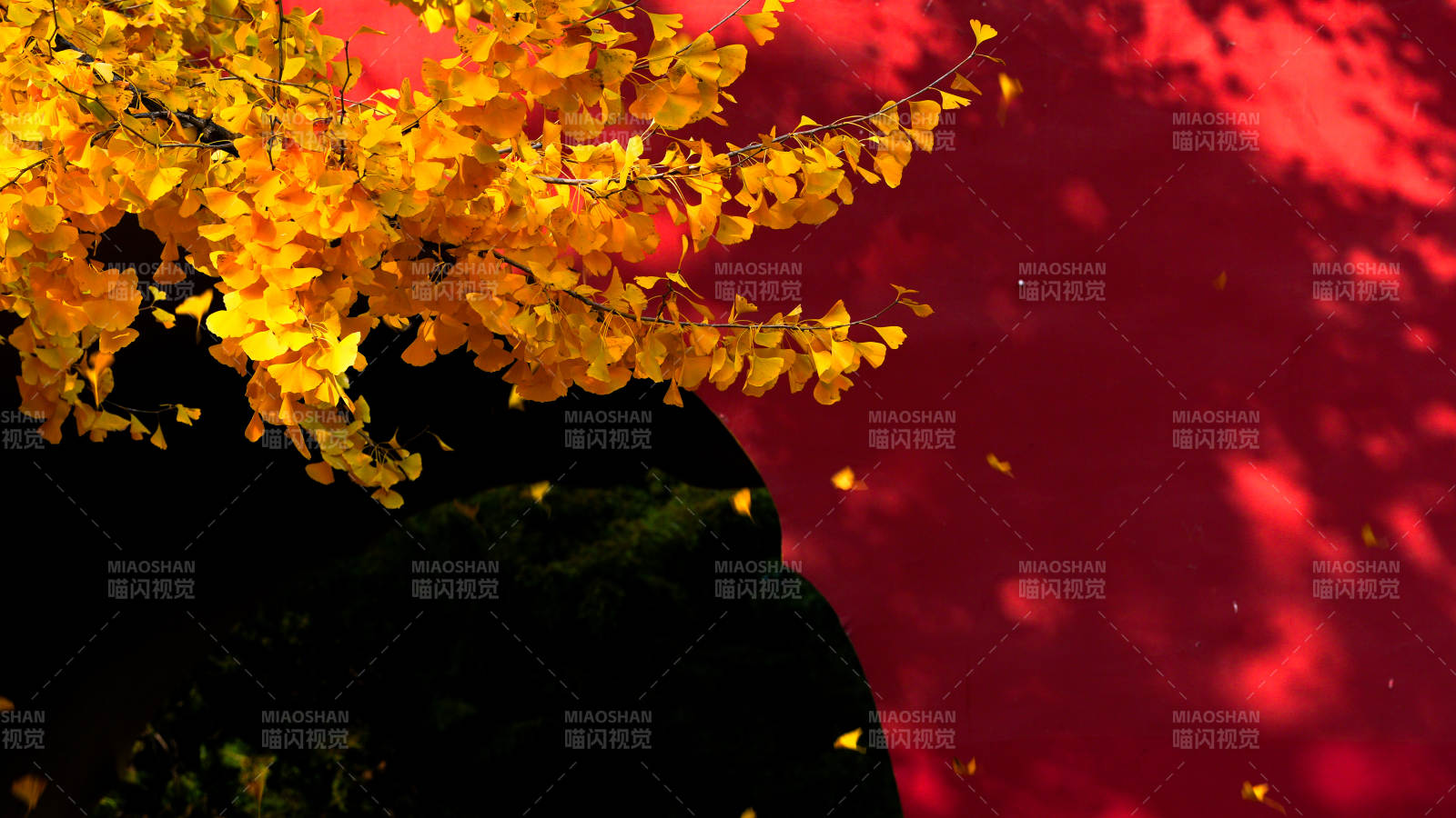 天壇秋葉映紅墻