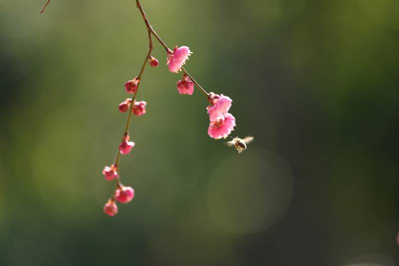 樱花枝头春意浓