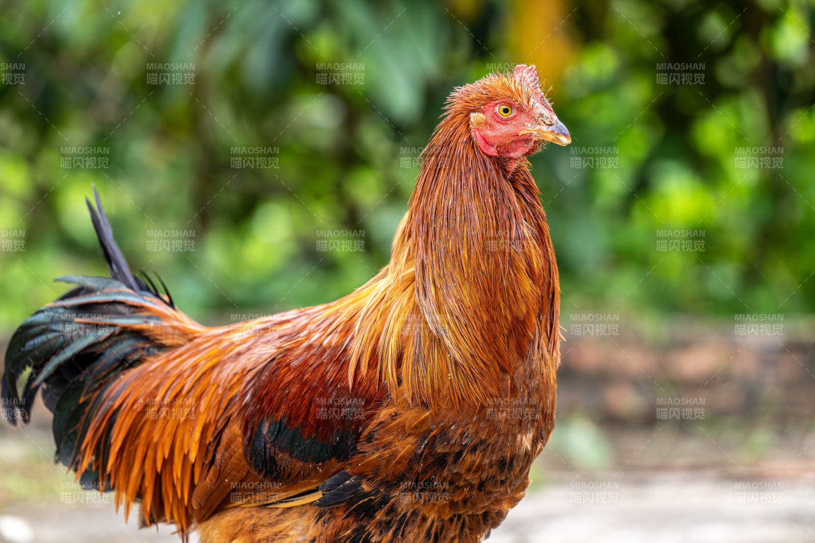 金羽公鸡昂首挺立