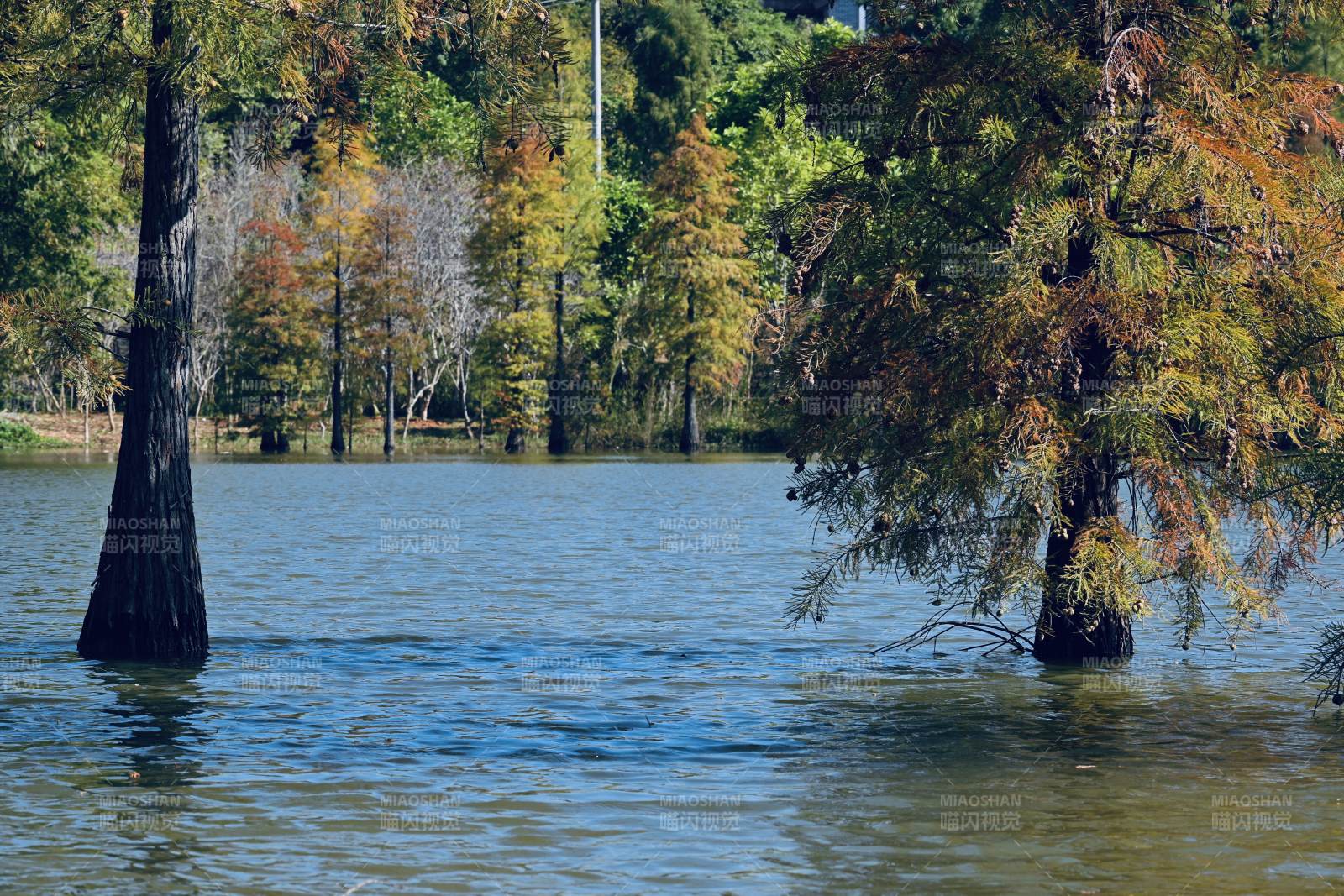 湿地公园湖畔秋色树影