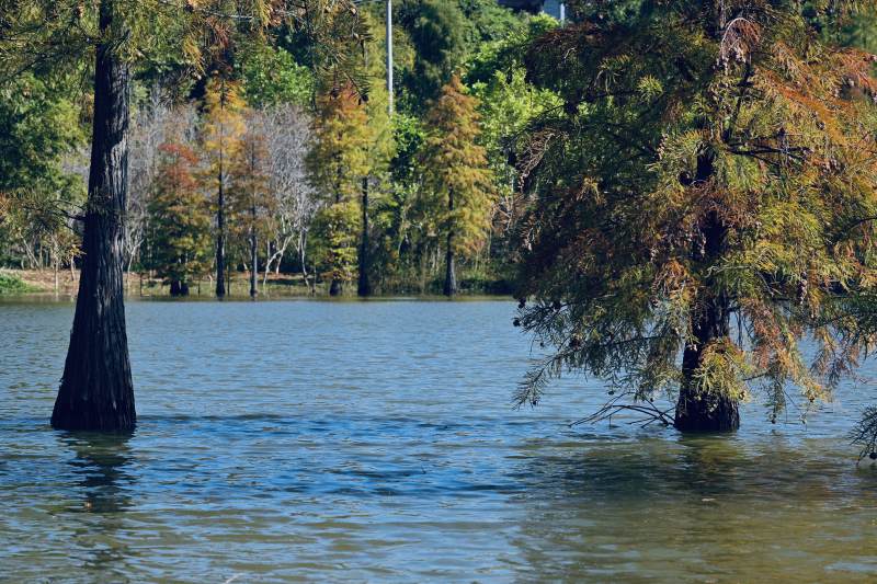 湿地公园湖畔秋色树影