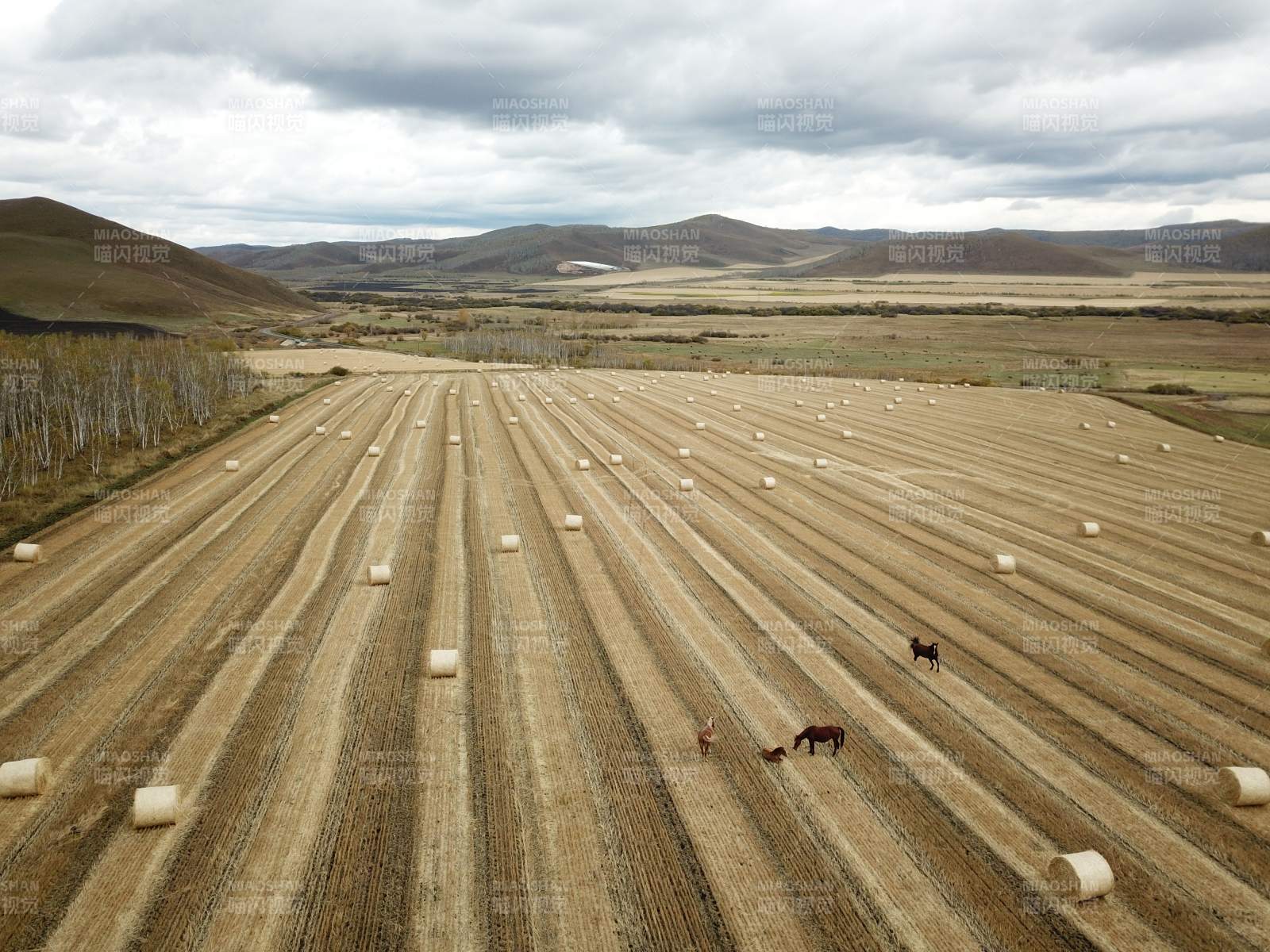 呼伦贝尔田野上的马与草垛