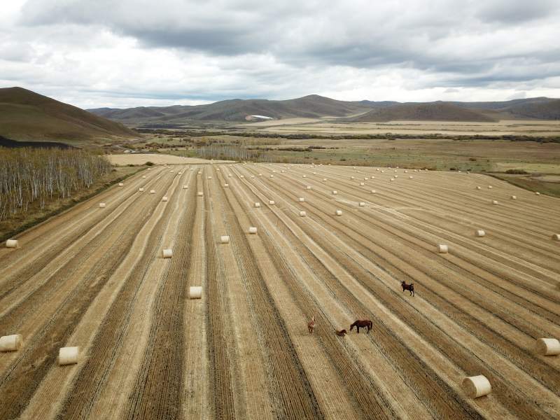 呼伦贝尔田野上的马与草垛