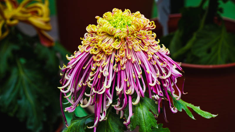 菊花绽放 色彩斑斓