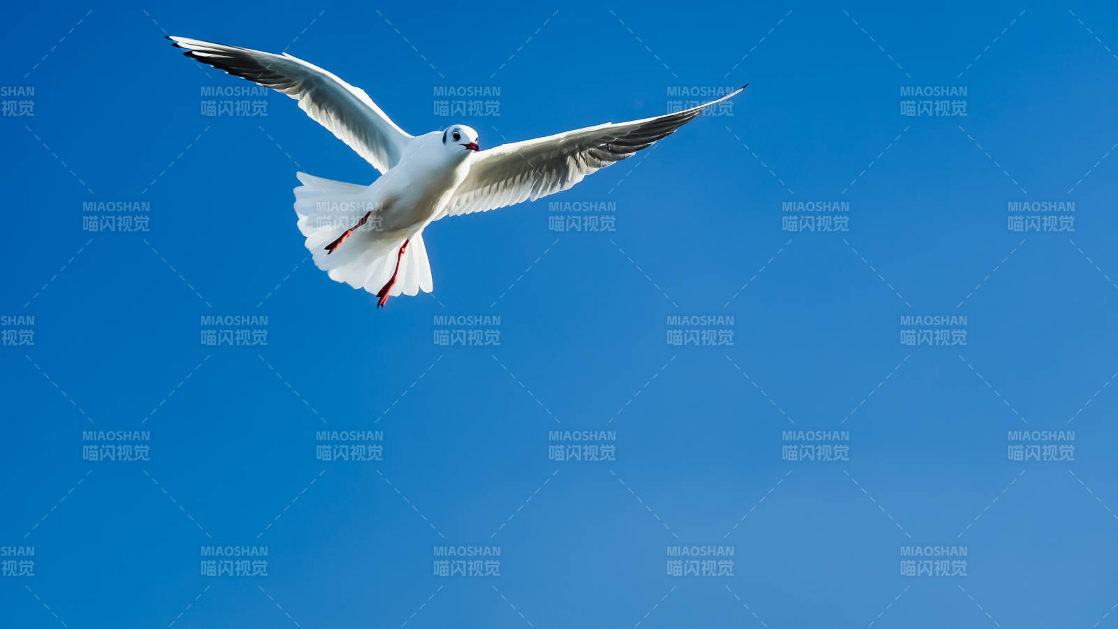 海鸥翱翔蓝天