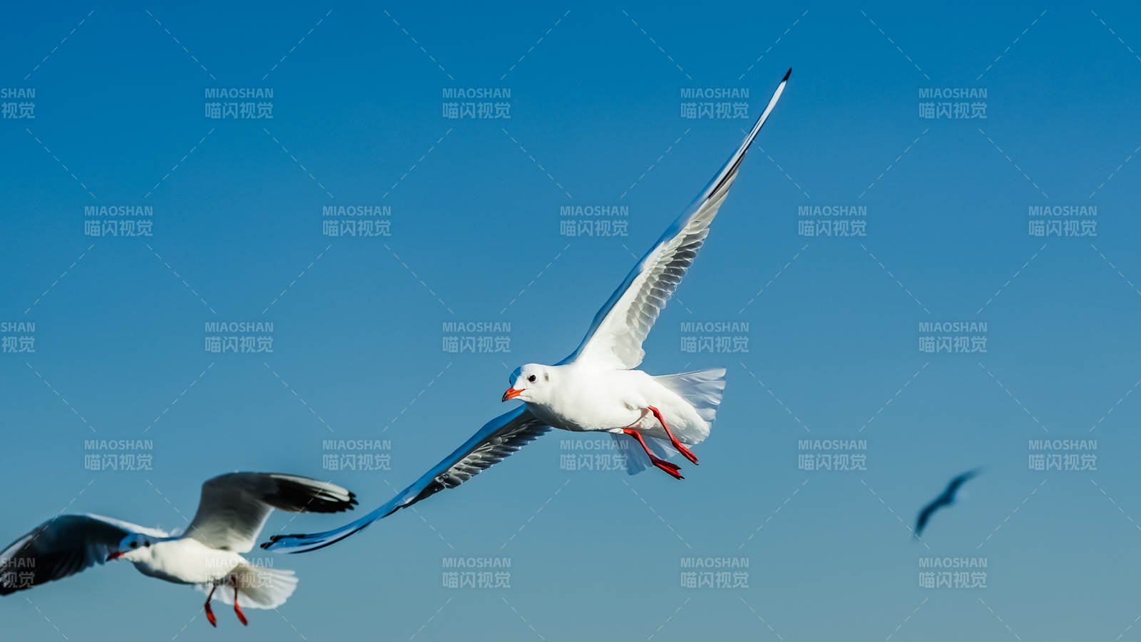 海鸥翱翔蓝天