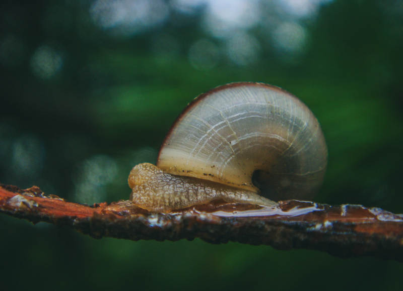 蜗牛爬行于枝头