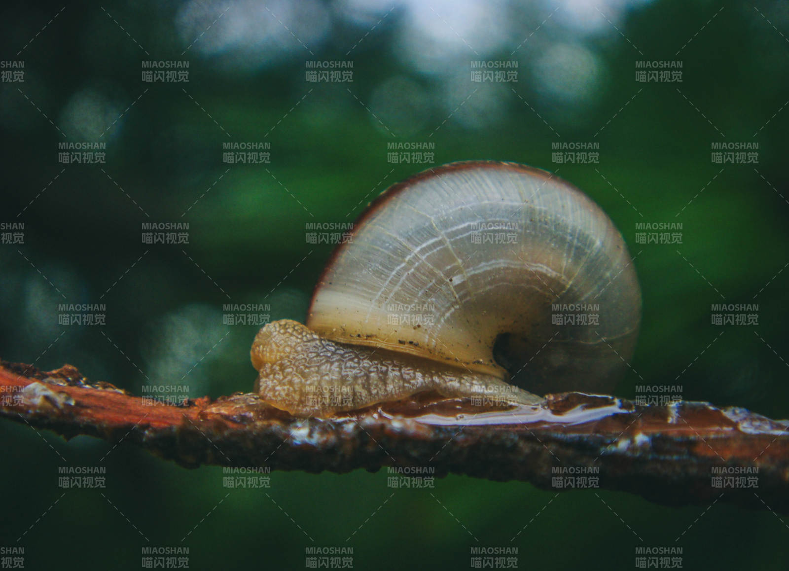 蜗牛爬行于枝头