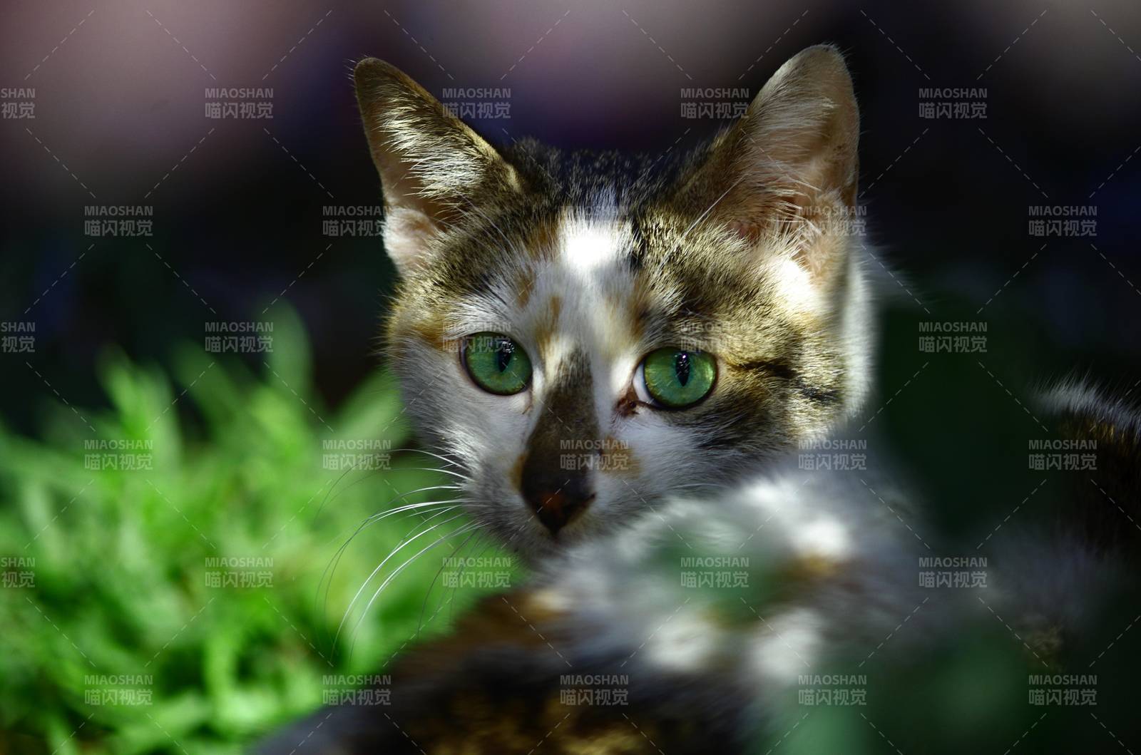 绿眼猫凝视