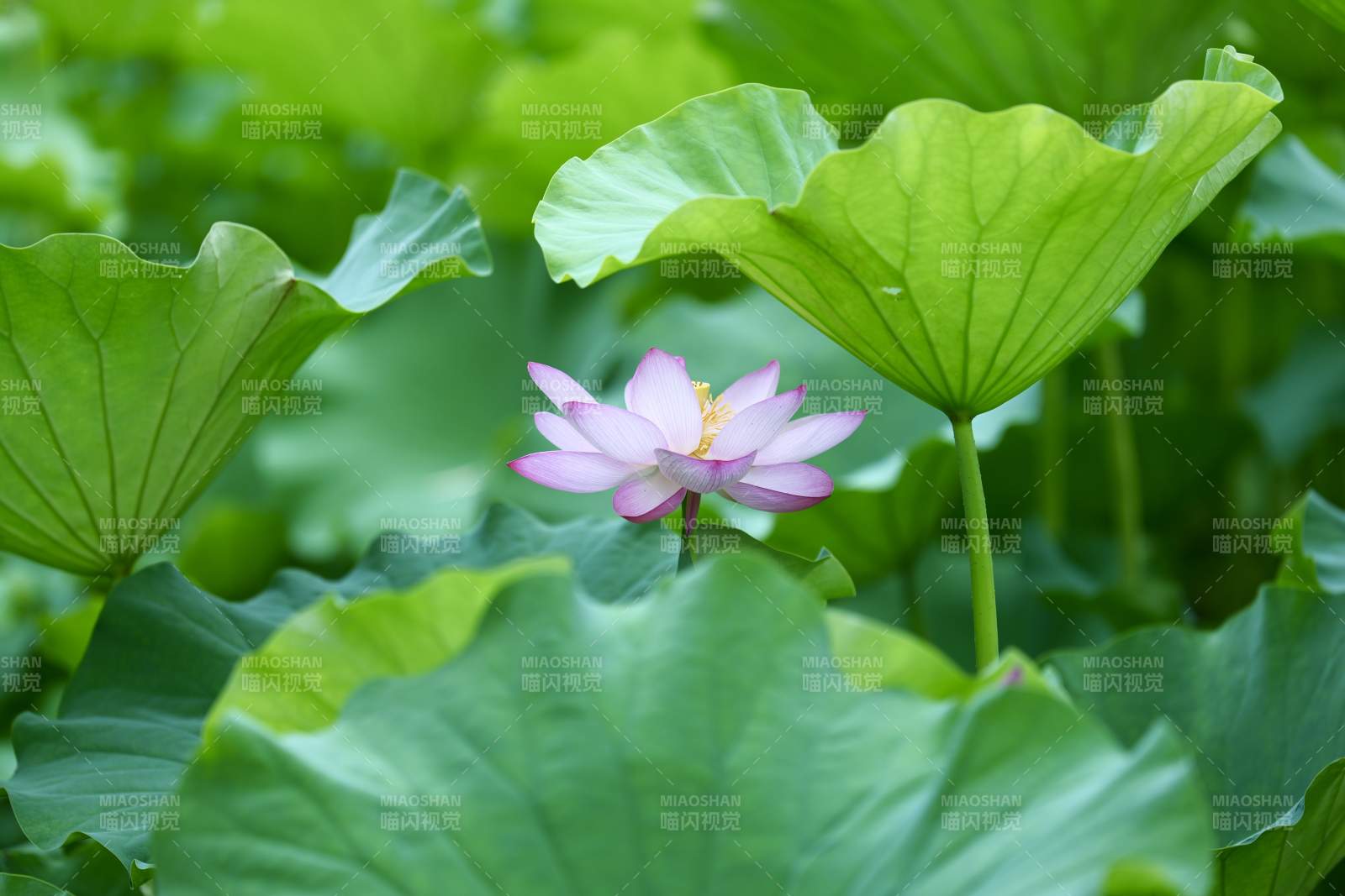 荷花绽放绿叶间