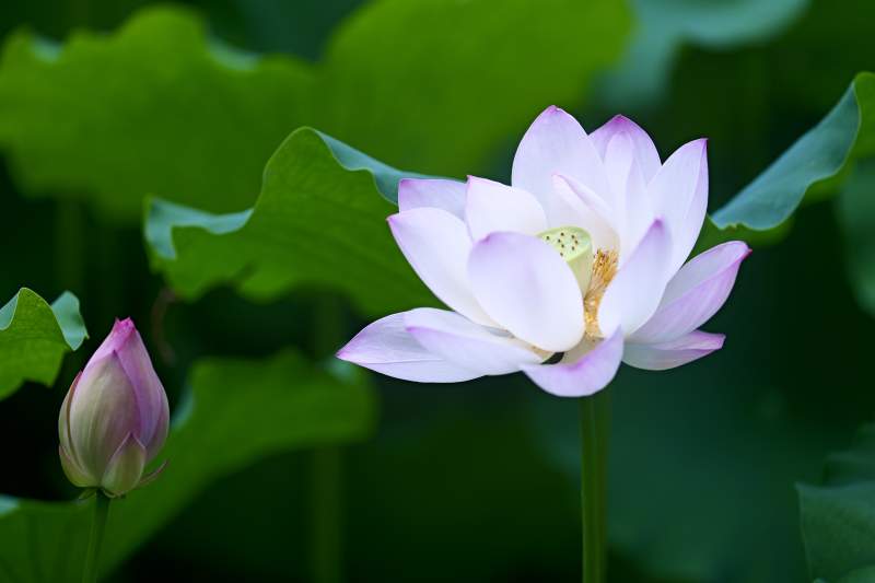 莲花绽放 静谧之美