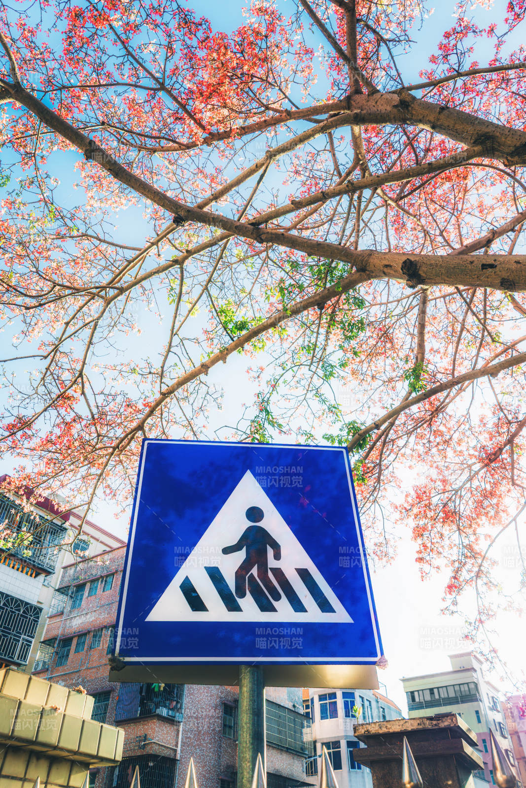 秋色中的斑马线